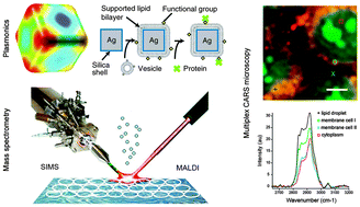 Graphical abstract: Label-free characterization of biomembranes: from structure to dynamics