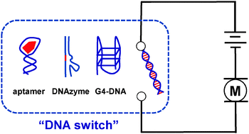 Graphical abstract: Functional DNA switches: rational design and electrochemical signaling