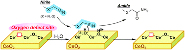 Graphical abstract: CeO2-catalyzed nitrile hydration to amide: reaction mechanism and active sites