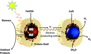 Graphical abstract: Ferritin as a model for developing 3rd generation nano architecture organic/inorganic hybrid photo catalysts for energy conversion