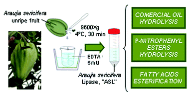 Graphical abstract: Biocatalytic characterization of a naturally immobilized lipase found in Araujia sericifera Brot. (Apocynaceae) latex