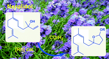 Graphical abstract: Rhodium catalyzed hydroformylation of nerolidol