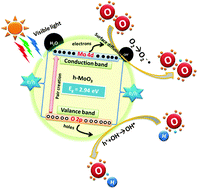 Graphical abstract: Flower-like hierarchical h-MoO3: new findings of efficient visible light driven nano photocatalyst for methylene blue degradation