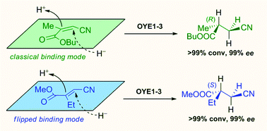 Graphical abstract: Old Yellow Enzyme-mediated reduction of β-cyano-α,β-unsaturated esters for the synthesis of chiral building blocks: stereochemical analysis of the reaction