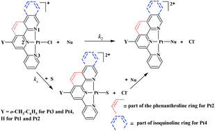 Graphical abstract: A kinetic and mechanistic study into the substitution behaviour of platinum(ii) polypyridyl complexes with a series of azole ligands