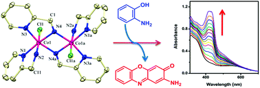 Graphical abstract: The first example of a centro-symmetrical bis(imido)-bridged dinuclear cobalt(iii) complex: synthesis via oxidative dehydrogenation and phenoxazinone synthase activity