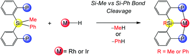 Graphical abstract: Si–C bond cleavage by hydride complexes of rhodium and iridium: comparison of Si–C(sp2) and Si–C(sp3) activation