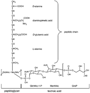 Graphical abstract: The U(vi) speciation influenced by a novel Paenibacillus isolate from Mont Terri Opalinus clay