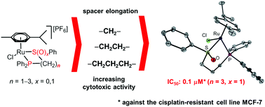 Graphical abstract: Cationic arene ruthenium(ii) complexes with chelating P-functionalized alkyl phenyl sulfide and sulfoxide ligands as potent anticancer agents