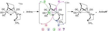 Graphical abstract: Mechanistic studies on proton transfer in a [FeFe] hydrogenase mimic complex