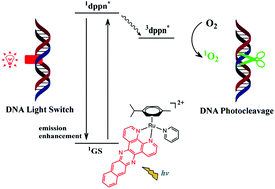 Graphical abstract: A ruthenium(ii) arene complex showing emission enhancement and photocleavage activity towards DNA from singlet and triplet excited states respectively