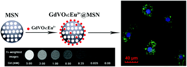 Graphical abstract: Luminescent GdVO4:Eu3+ functionalized mesoporous silica nanoparticles for magnetic resonance imaging and drug delivery