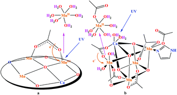 Graphical abstract: Photodamage of the manganese–calcium oxide: a model for UV-induced photodamage of the water oxidizing complex in photosystem II