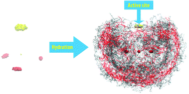 Graphical abstract: Active site of the solvated thiosulfate ion characterized by hydration structures and dynamics