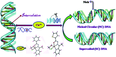 Graphical abstract: Potentially cytotoxic new copper(ii) hydrazone complexes: synthesis, crystal structure and biological properties