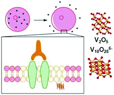 Graphical abstract: Raft localization of Type I Fcε receptor and degranulation of RBL-2H3 cells exposed to decavanadate, a structural model for V2O5