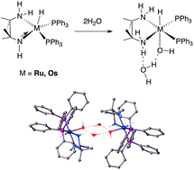 Graphical abstract: Structural properties of trans hydrido–hydroxo M(H)(OH)(NH2CMe2CMe2NH2)(PPh3)2 (M = Ru, Os) complexes and their proton exchange behaviour with water in solution