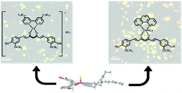 Graphical abstract: Improving the bioactivity of Zn(ii)-curcumin based complexes