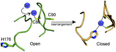 Graphical abstract: The role of the Cys-X-X-X-Cys motif on the kinetics of cupric ion loading to the Streptomyces lividans Sco protein