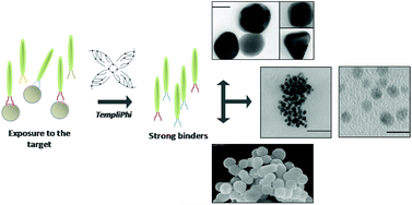 Graphical abstract: Enhancing in vitro selection techniques to assist the discovery, understanding and use of inorganic binding peptides