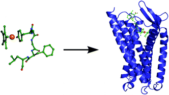 Graphical abstract: Structural and biological implications of the binding of Leu-enkephalin and its metal derivatives to opioid receptors