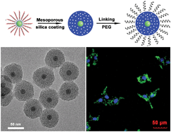 Graphical abstract: Core–shell structured luminescent and mesoporous β-NaYF4:Ce3+/Tb3+@mSiO2-PEG nanospheres for anti-cancer drug delivery