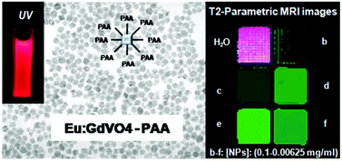 Graphical abstract: Surface modified Eu:GdVO4 nanocrystals for optical and MRI imaging