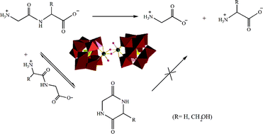 Graphical abstract: Amide bond hydrolysis in peptides and cyclic peptides catalyzed by a dimeric Zr(iv)-substituted Keggin type polyoxometalate