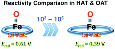 Graphical abstract: Reactivity comparison of high-valent iron(iv)-oxo complexes bearing N-tetramethylated cyclam ligands with different ring size