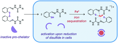 Graphical abstract: Disulfide/thiol switches in thiosemicarbazone ligands for redox-directed iron chelation