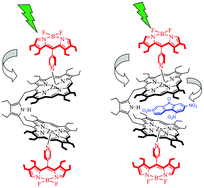 Graphical abstract: Supramolecular BODIPY-Zn(ii)-bisporphyrin dyad and trinitrofluorenone encapsulated triad as models of antenna-reaction center: synthesis, structure and photophysical properties