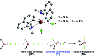 Graphical abstract: Diarylhalotelluronium(iv) cations [(8-Me2NC10H6)2TeX]+ (X = Cl, Br, I) stabilized by intramolecularly coordinating N-donor substituents