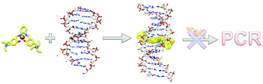 Graphical abstract: DNA interaction of CuII, NiII and ZnII functionalized salphen complexes: studies by linear dichroism, gel electrophoresis and PCR