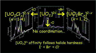 Graphical abstract: Uranyl–halide complexation in N,N-dimethylformamide: halide coordination trend manifests hardness of [UO2]2+