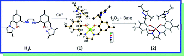 Graphical abstract: A novel thermally stable hydroperoxo–copper(ii) complex in a Cu(N2O2) chromophore of a potential N4O2 donor Schiff base ligand: synthesis, structure and catalytic studies