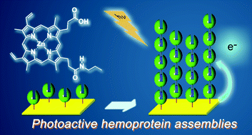 Graphical abstract: Cathodic photocurrent generation from zinc-substituted cytochrome b562 assemblies immobilized on an apocytochrome b562-modified gold electrode