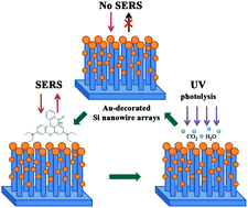 Graphical abstract: Ultrasensitive and recyclable SERS substrate based on Au-decorated Si nanowire arrays