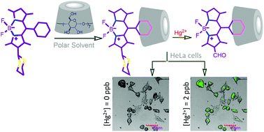Graphical abstract: New chemodosimetric probe for the specific detection of Hg2+ in physiological condition and its utilisation for cell imaging studies