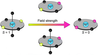 Graphical abstract: Oxidative dehydrogenation of a new tetra-amine N4-donor macrocycle tunes the nickel(ii) spin state from high spin to low spin