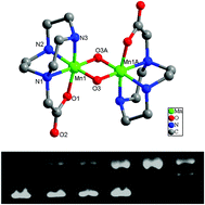 Graphical abstract: Efficient single-strand cleavage of DNA mediated by a MnIIIMnIV-based artificial nuclease