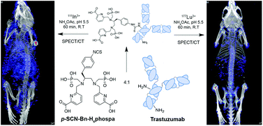 Graphical abstract: H6phospa-trastuzumab: bifunctional methylenephosphonate-based chelator with 89Zr, 111In and 177Lu