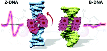 Graphical abstract: Chiroptical properties, binding affinity, and photostability of a conjugated zinc porphyrin dimer complexed with left-handed Z-DNA and right-handed B-DNA