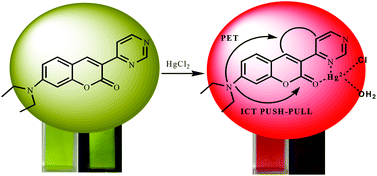 Graphical abstract: ‘PET’ vs. ‘push–pull’ induced ICT: a remarkable coumarinyl-appended pyrimidine based naked eye colorimetric and fluorimetric sensor for the detection of Hg2+ ions in aqueous media with test trips