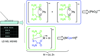 Graphical abstract: Mass spectrometry and potentiometry studies of Pb(ii)–, Cd(ii)– and Zn(ii)–cystine complexes