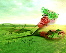 Graphical abstract: Spectroscopic and mechanistic studies of dinuclear metallohydrolases and their biomimetic complexes