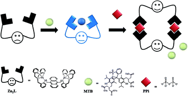 Graphical abstract: Discriminate sensing of pyrophosphate using a new tripodal tetramine-based dinuclear Zn(ii) complex under an indicator displacement assay approach