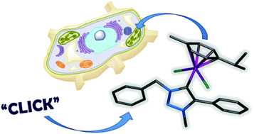 Graphical abstract: Ruthenium(ii) and osmium(ii) 1,2,3-triazolylidene organometallics: a preliminary investigation into the biological activity of ‘click’ carbene complexes