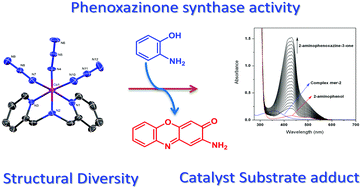 Graphical abstract: Methylene bridge regulated geometrical preferences of ligands in cobalt(iii) coordination chemistry and phenoxazinone synthase mimicking activity
