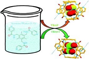 Graphical abstract: Encapsulation of [X2(H2O)4]2− (X = F/Cl) clusters by pyridyl terminated tripodal amide receptor in aqueous medium: single crystal X-ray structural evidence