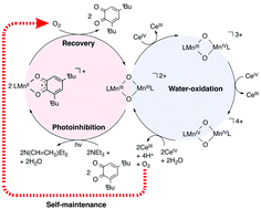 Graphical abstract: A model for the water-oxidation and recovery systems of the oxygen-evolving complex